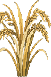 Ripe rice, harvest now!