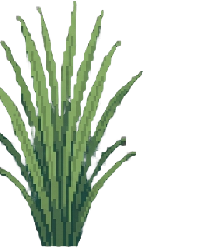 Growing rice