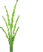 Sprout